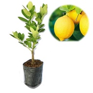 Pohon Jeruk Lemon Amerika Bibit Jeruk Lemon Amerika