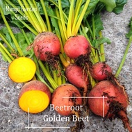 *Rare* Golden Beetroot Seeds - 30 Seed *Pot Friendly* Tanam Pasu, Biji Benih Ubi Bit, Buah Kaler Kun