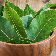 Victory Seed Fresh Bay Leaves (Contains 25 Leaves)