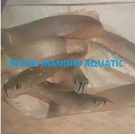 Arwana Silver / Ikan Arwana Silver Terbaik / Ikan Hias Arwana Silver