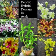 NEW Anggrek dendrobium thailand Dewasa/dendrobium bulat/dendrobium