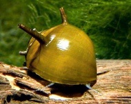 3 + 1(DOA) green horned nerite snail algae eater by dr nerite