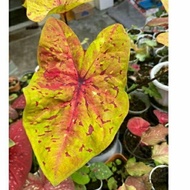 anakan keladi import caladium sparkley