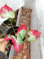 บอนสีชายชล รัตนสิน หลวงตาเมือง ศิริพร ส่งกระถาง 4 นิ้ว