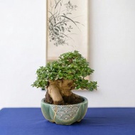 小品盆栽・米葉壽娘子