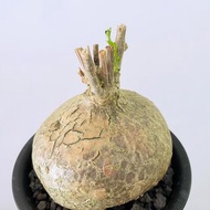 銀葉睡布袋｜Gerrardanthus macrorhizus ｜———｜塊根植物｜象牙宮｜龜甲龍｜曲刺妖炎｜橄欖｜象足漆樹｜多肉植物｜龍舌蘭｜嚴龍｜