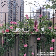 HY-D Lattice Clematis Rose Chinese Rose Planting Garden Fence Outdoor Flower Stand Support Rod Iron Climbing Vine Flower