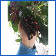 ❖ ◳ ♨ Bignay Bugnay seedlings Rare Black Currant