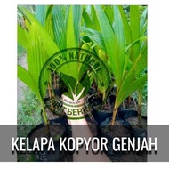 BIBIT KELAPA KOPYOR GENJAH KULTUR JARINGAN BERSERTIFIKAT (ASLI)