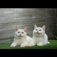 kucing british shorthair betina 3 bulan white solid blue eye nonped