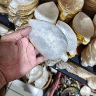 Mini shell plate leaf model mini plate white shell plate model daun