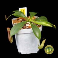 N. (veitchii x boschiana) x northiana (nepenthes, pitcher plant, carnivorous plant)