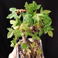 S造型) 三角楓 原生株 種定多根 唐楓  盆景 連 花盆 plant  Bonsai 植物 盆栽 Japanese  maple tree 楓葉 楓樹 紅楓【實拍。只此一盆】
