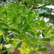 Biji benih Bucida Hijau / Pokok Doa / Black Olive Tree
