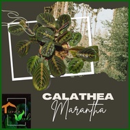 ✿  ◳ Calathea Red Marantha Live Plants