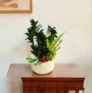 【送禮盆栽】金璽金錢樹盆栽 新居喬遷開幕送禮風水盆栽