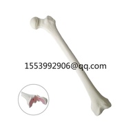 New KyrenMed Sawbones Foam Femur Bone Left Right Anatomical model Orthopaedic training Model for Wor