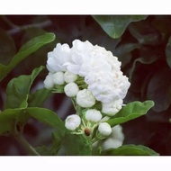 Pokok Melur Susun / Duke of tuscany rose