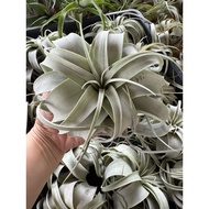 AIR PLANT TILLANDSIA XEROGRAPHYCA /SEEDLING AIRPLANT 空气草 空气凤梨 霸王鳳