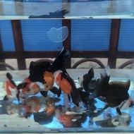 ((premium)) Ikan Mas Koki Oranda Panda 3 Color / Panda 3c Super Quality