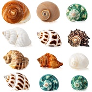 12PCS Hermit Crab Shells | Natural Sea Conch Size 1.6"-3.2" | Growth Turbo for Small to Medium and L