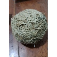 Fragrant Root Ball Diameter 5 cm 100 seeds