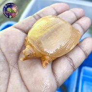 BULUS ALBINO/PELO ALBINO