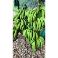 pisang nangka muda/pisang nangka buat kerepek/pisang nangka tua