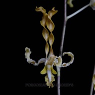 TERBAIK ANGGREK DENDROBIUM DISCOLOR X STREPSICEROS DEWASA TERBAIK