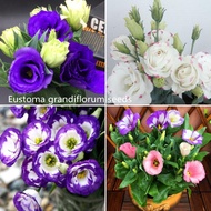 250PCS Eustoma Grandiflorum Flower Seeds Pokok Bunga Hidup Bonsai Eustoma Lisianthus Flower for Plan