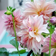Dahlia bulb Dahlia giant flower imported milk coffee sweet potato flower bulb spring