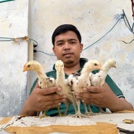 Promo Anak Ayam Pelung Jumbo Non Cod