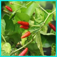 ◳ ۞ 10PCS 【NEW】Pepper Seeds - Siling Labuyo Seeds