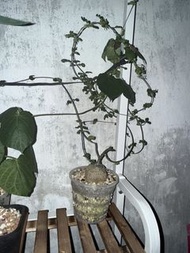 塊根植物（火星人）連盆