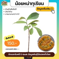 น้อยหน่าทุเรียนซันโคย่า Soncoya (Annona Purpurea) ผลไม้แปลก ประเทศเม็กซิโก ผลไม้เขตร้อน ต้นไม้แปลก ต