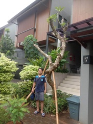 Kamboja fosil tinggi 3-4 meter batang berkarakter