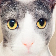 Customised Pillow Bolster Personalised  Pet Throws Customized Cushion Personalized Pillow Custom Mad