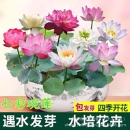 Bowl Lotus Seed Water Lily Lotus Seed Lotus Seed Original Four Seasons Vegetable Seed Daquan Vegetab