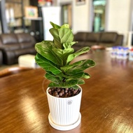 TKL - Minimalist Set Ceramic Pot Plant for Table Top/Desk 简约桌面绿植陶瓷盆套装