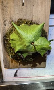 Platycerium coronarium 皇冠鹿角蕨