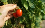 【2週限定接單！ 無農藥玉女小蕃茄6盒組】嬌貴溫室栽培小番茄 夏天也能輕鬆補充茄紅素