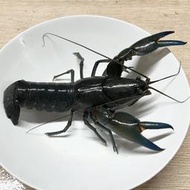 【嘉嘉寵物】破壞者螯蝦 Yabby  🦞觀賞蝦 螯蝦