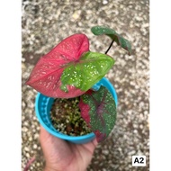 [C&amp;K] Caladium Red Beret | 红色贝雷帽彩芋 | Keladi Cat Tumpah | Rare Plant | Modern Garden | Pokok Viral