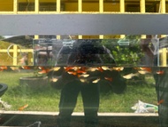 guppy albino full red 1pair