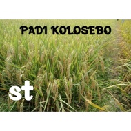 Ready Benih Padi Kolosebo 5Kg