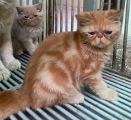 Kucing Kitten Persia Peaknose