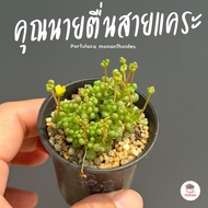 คุณนายตื่นสายแคระ Portulaca monanthoides กุหลาบหิน cactus&amp;succulentหลากหลายสายพันธุ์