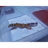 Gecko Gecko