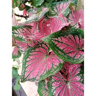 Pokok keladi thai beauty (Caladium) Pink+ Hijau/ Keladi wayang batik/ Anak pokok keladi viral/ Baby keladi