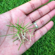 Dog Tooth Root Lawn Grass Seed Slope Protection Bermuda Manila Four Seasons Evergreen Courtyard Carp